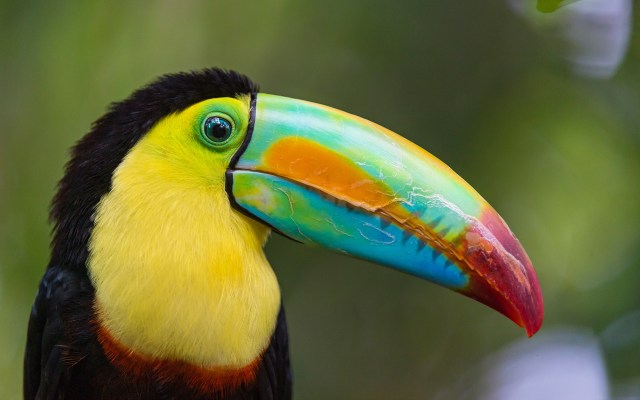 toucan-02