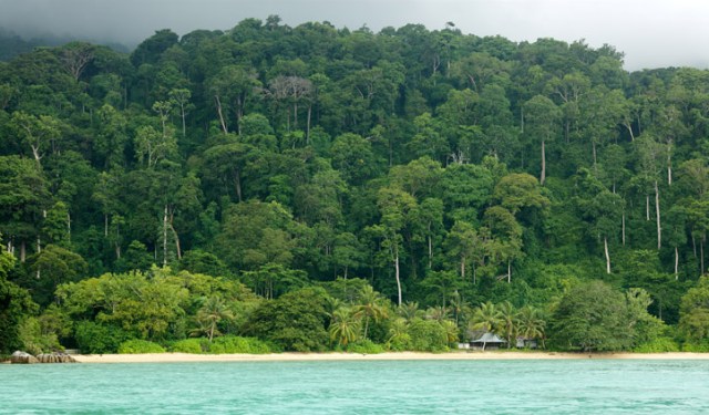 The-thick-jungles-of-Tioman-island